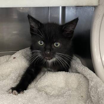 Domestic Short Hair Cats Available for Adoption in Long Beach, California - Vinny | PetCurious