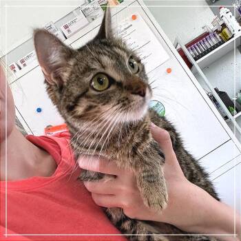 Tawny -  Domestic Short Hair Cat for Adoption in Chapel Hill, North Carolina - Tawny | PetCurious