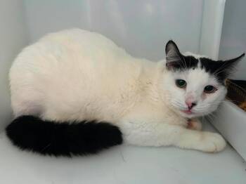 Léo -  Domestic Short Hair Cat for Adoption in Delson, Quebec - Léo | PetCurious