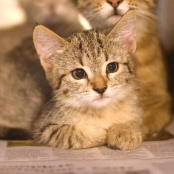 Charlie Boy -  Domestic Medium Hair Cat for Adoption in Belleville, Illinois - Charlie Boy | PetCurious