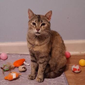 Zuzu (Peaches) -  Domestic Short Hair Cat for Adoption in Buffalo, New York - Zuzu (Peaches) | PetCurious