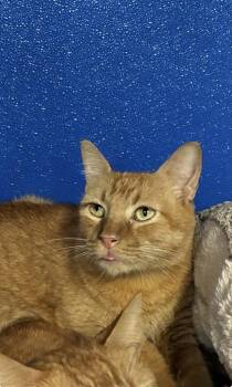 Anatole -  Manx and Abyssinian Cat for Adoption in Picayune, Mississippi - Anatole | PetCurious