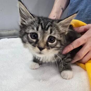 Wren -  Domestic Medium Hair Cat for Adoption in Fairmont, West Virginia - Wren | PetCurious
