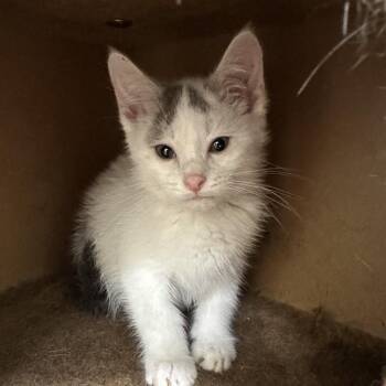 Angus -  Domestic Medium Hair Cat for Adoption in Park City, Utah - Angus | PetCurious