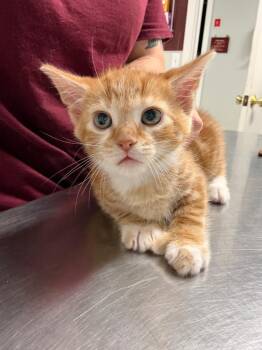 Kawaii -  Domestic Short Hair Cat for Adoption in Fall River, Massachusetts - Kawaii | PetCurious