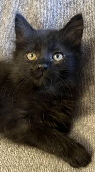 Domestic Long Hair Cats Available for Adoption in Connelly Springs, North Carolina - Ben | PetCurious