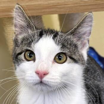 Lincoln -  Domestic Short Hair Cat for Adoption in Crystal Lake, Illinois - Lincoln | PetCurious