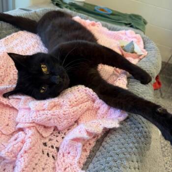Craisin -  Domestic Short Hair Cat for Adoption in Fairport, New York - Craisin | PetCurious