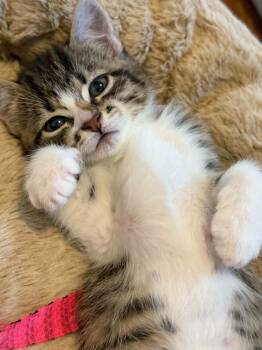 Starling -  Domestic Short Hair Cat for Adoption in London, Ontario - Starling | PetCurious
