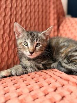 Val -  Domestic Short Hair Cat for Adoption in Edmond, Oklahoma - Val | PetCurious