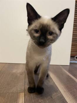 EXPLORER OF THE SEAS -  Domestic Short Hair Cat for Adoption in Colorado Springs, Colorado - EXPLORER OF THE SEAS | PetCurious