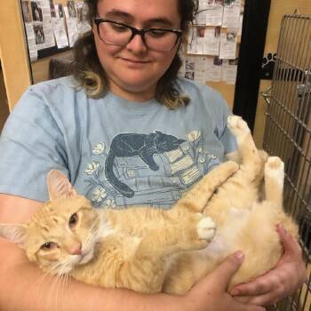 0726-220 Butler -  Domestic Short Hair Cat for Adoption in Abingdon, Maryland - 0726-220 Butler | PetCurious