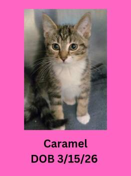 Caramel -  Domestic Short Hair Cat Available for Adoption in Ravenna, Ohio - Caramel | PetCurious
