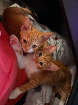 Axel and Cattoo -  Domestic Short Hair Cat for Adoption in Roxbury Township, New Jersey - Axel And Cattoo | PetCurious