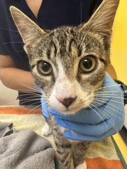 Sabrina -  Domestic Short Hair Cat for Adoption in Raleigh, North Carolina - Sabrina | PetCurious