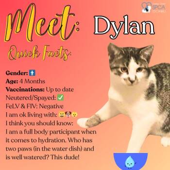 Rescue Tiger Cats for Adoption in Fulton, New York - Dylan | PetCurious
