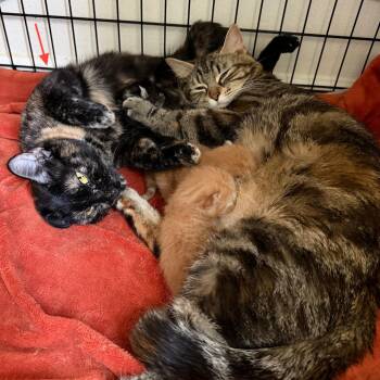 Knit - Bonded to Purl -  Domestic Short Hair Cat for Adoption in Middleton, Wisconsin - Knit - Bonded To Purl | PetCurious