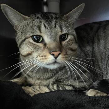 Mimi -  Domestic Short Hair Cat for Adoption in Brockton, Massachusetts - Mimi | PetCurious