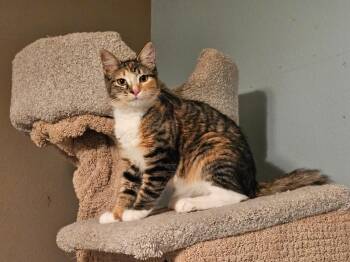 Summer -  Domestic Medium Hair Cat for Adoption in San Jacinto, California - Summer | PetCurious