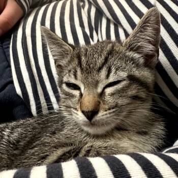 Ferb -  Domestic Short Hair Cat for Adoption in Long Beach, California - Ferb | PetCurious