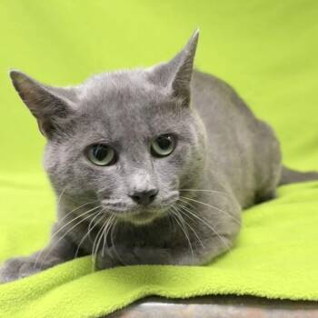 Barnabas -  Domestic Short Hair Cat for Adoption in Valdosta, Georgia - Barnabas | PetCurious