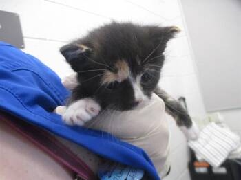 CRYBABY -  Domestic Short Hair Cat for Adoption in Ocala, Florida - CRYBABY | PetCurious