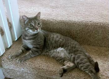 OPAL #2029 - Offered by Owner - Young Sweetheart -  Tabby and Domestic Short Hair Cat for Adoption in Hillsboro, Oregon - OPAL #2029 - Offered By Owner - Young Sweetheart | PetCurious