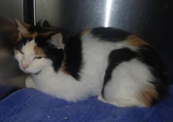 Belinda -  Domestic Medium Hair Cat for Adoption - Belinda | PetCurious