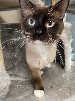 Mickey -  Domestic Short Hair Cat Available for Adoption in Spooner, Wisconsin - Mickey | PetCurious
