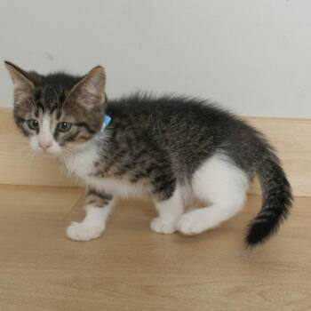 Mustard C69611 -  Domestic Short Hair Cat for Adoption in Minnetonka, Minnesota - Mustard C69611 | PetCurious