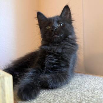 Paul -  Domestic Long Hair Cat for Adoption in Bismarck, North Dakota - Paul | PetCurious
