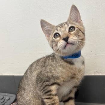 Chad Michaels -  Domestic Short Hair Cat for Adoption in Buffalo, New York - Chad Michaels | PetCurious