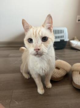 Domestic Short Hair and Siamese Cats Available for Adoption - Cream | PetCurious