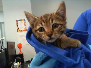 Domestic Short Hair Cats Available for Adoption in Charlotte, North Carolina - GEORGIA | PetCurious