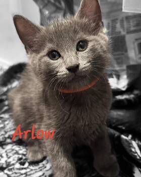 ARLOW -  Domestic Short Hair and Russian Blue Cat Available for Adoption in Largo, Florida - ARLOW | PetCurious