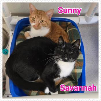 Rescue Domestic Short Hair Cats for Adoption in North Saint Paul, Minnesota - Sunny | PetCurious