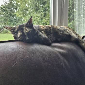 Pansy 2 -  Domestic Short Hair Cat for Adoption in South Burlington, Vermont - Pansy 2 | PetCurious