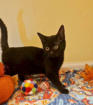Rescue Domestic Short Hair Cats for Adoption in Forest, Virginia - *Charm | PetCurious