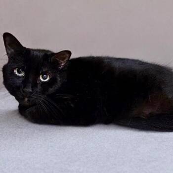 Domestic Short Hair Cats Available for Adoption - Russell | PetCurious