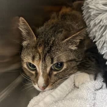 Domestic Short Hair Cats Available for Adoption in Taos, New Mexico - Prof. McGonagall | PetCurious