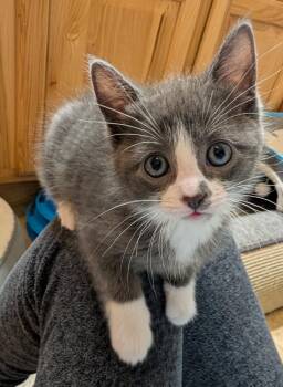Lightning -  Domestic Short Hair Cat Available for Adoption in Westfield, Wisconsin - Lightning | PetCurious