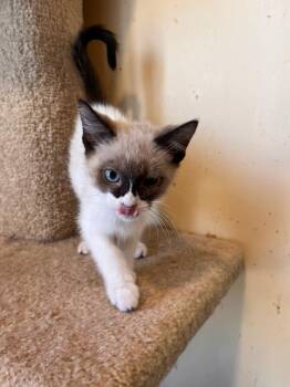 Siamese Cats Available for Adoption in Thatcher, Arizona - Skippy John | PetCurious