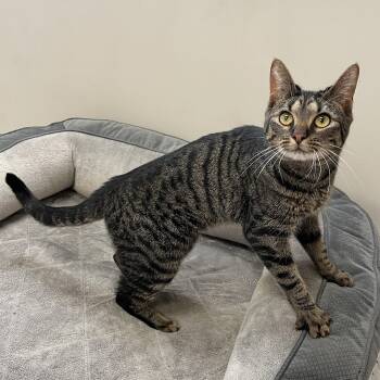Pepper -  Domestic Short Hair Cat for Adoption in Quakertown, Pennsylvania - Pepper | PetCurious
