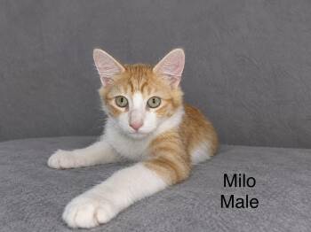 Milo -  Tabby Cat for Adoption in Oakley, California - Milo | PetCurious
