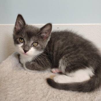 Domestic Short Hair Cats Available for Adoption in Decherd, Tennessee - Randy Orton | PetCurious