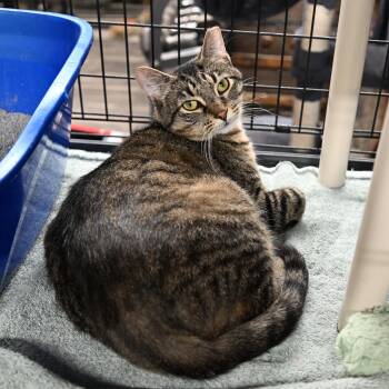 Oliver -  Tabby and Domestic Short Hair Cat for Adoption in East Amherst, New York - Oliver | PetCurious