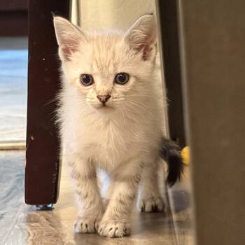 Mr. Monch -  Siamese Cat for Adoption in Long Beach, California - Mr. Monch | PetCurious