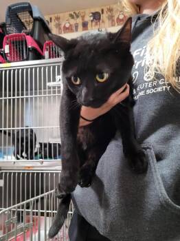 Ebbie -  Domestic Short Hair Cat for Adoption in Linton, Indiana - Ebbie | PetCurious