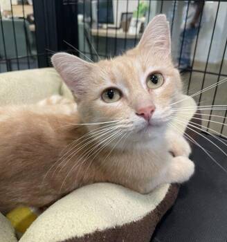 Sunflower -  Domestic Short Hair Cat for Adoption in Jackson, Michigan - Sunflower | PetCurious