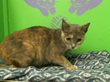 Rescue Domestic Short Hair Cats for Adoption in Houston, Texas - HONEY | PetCurious